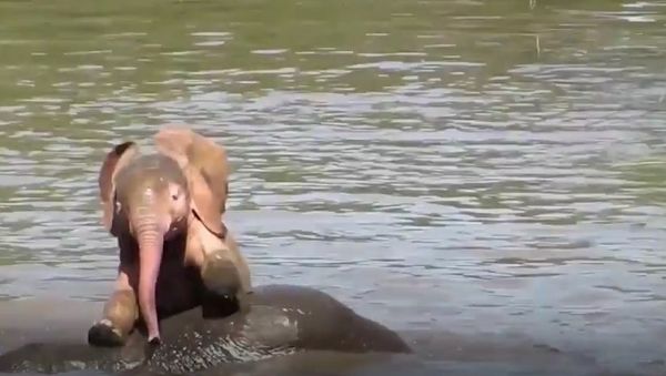 Albino Elephant Living In Limpopo - Sputnik International