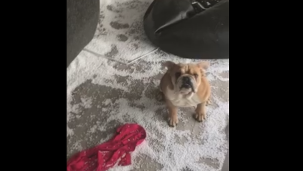 ‘You Think It’s Funny, Do You?’: Bulldog Busts Beanbag Chair - Sputnik International
