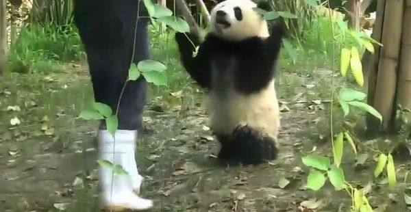 The most clumsy panda baby VS the most playful nanny The most clumsy panda baby VS the most playful nanny - Sputnik International