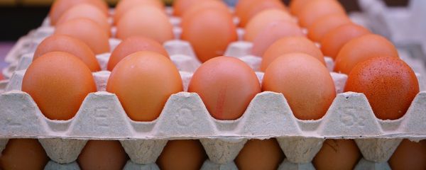 Eggs Eggs - Sputnik International