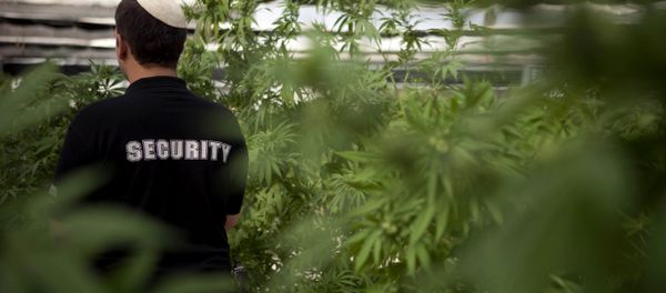 In this photograph made on Thursday, Nov. 1, 2012, a security guard walks at Tikkun Olam medical cannabis farm, near the northern Israeli city of Safed, Israel. Marijuana is illegal in Israel but medical use has been permitted since the early nineties for cancer patients and those with pain-related illnesses such as Parkinson's, Multiple Sclerosis, and even post-traumatic stress disorder. - Sputnik International
