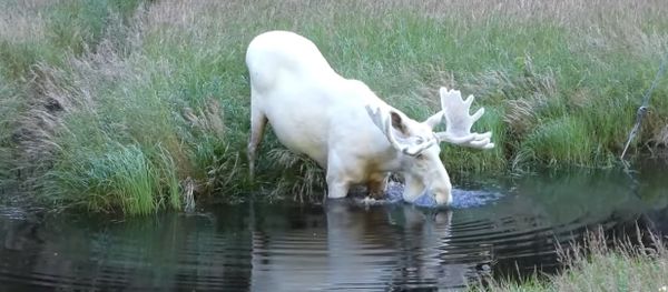 Extraordinary White Moose Takes a Dip in a Swedish Lake - Sputnik International