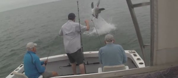 Great White stealing fish Waaiiit for it!! Great White stealing fish Waaiiit for it!! - Sputnik International