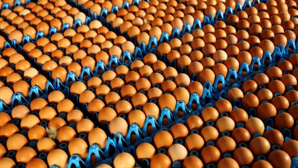 Eggs - Sputnik International