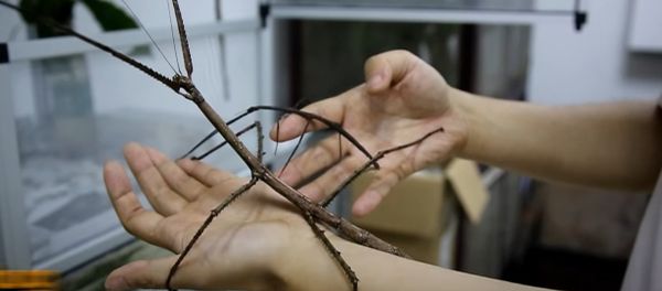 The Longest Bug In The World - Sputnik International