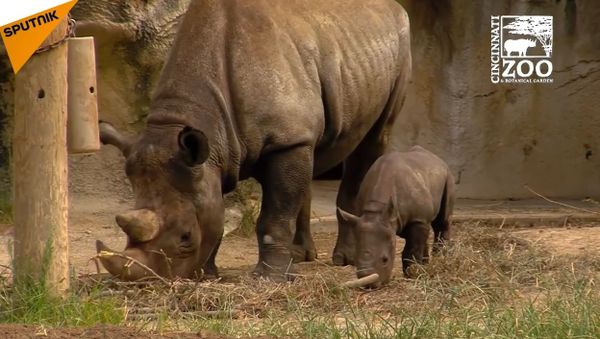 Baby Black Rhino Goes Outside For The First Time - Sputnik International