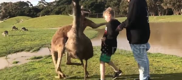 Kangaroo punches boy in the face - Sputnik International