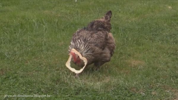 Stupid chicken - Sputnik International