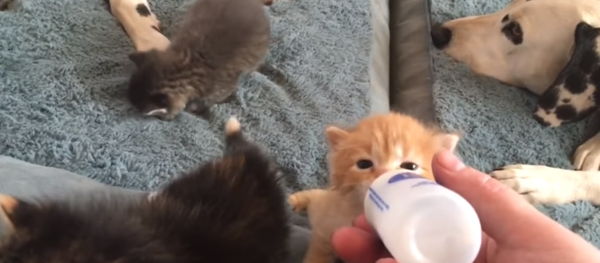 Spoiled Kittens Enjoy a Bottle and Bath - Sputnik International