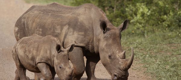 In this Sunday, Dec. 20, 2015 file photo, rhinos walk in the Hluhluwe-Imfolozi game reserve in South Africa. In this Sunday, Dec. 20, 2015 file photo, rhinos walk in the Hluhluwe-Imfolozi game reserve in South Africa. - Sputnik International