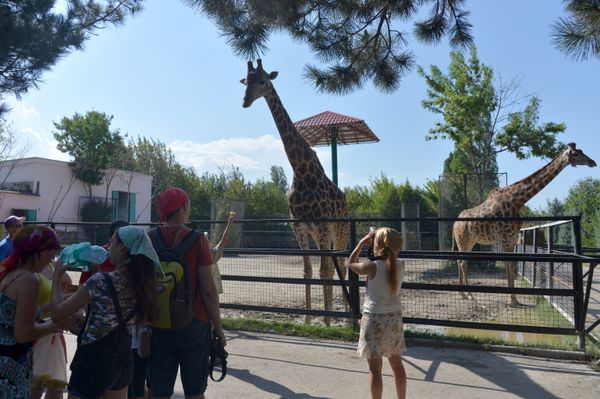 Delight for the Eye: Crimea's Incredible Animal Paradise Delight for the Eye: Crimea's Incredible Animal Paradise - Sputnik International