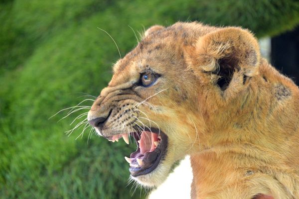 Delight for the Eye: Crimea's Incredible Animal Paradise Delight for the Eye: Crimea's Incredible Animal Paradise - Sputnik International