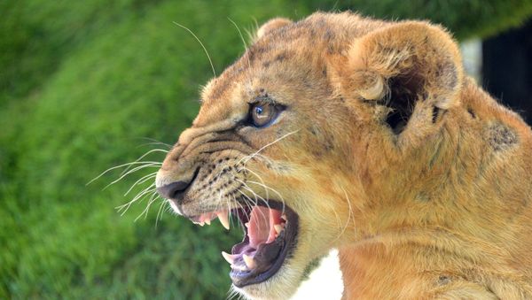 Taigan safari park in Crimea - Sputnik International