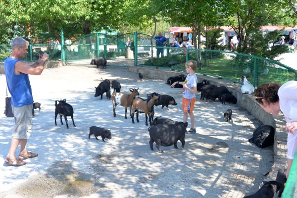 Delight for the Eye: Crimea's Incredible Animal Paradise Delight for the Eye: Crimea's Incredible Animal Paradise - Sputnik International