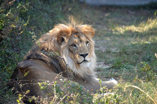 Delight for the Eye: Crimea's Incredible Animal Paradise Delight for the Eye: Crimea's Incredible Animal Paradise - Sputnik International