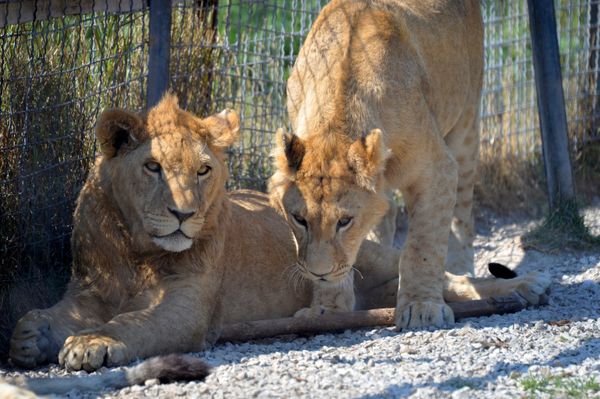 Delight for the Eye: Crimea's Incredible Animal Paradise Delight for the Eye: Crimea's Incredible Animal Paradise - Sputnik International