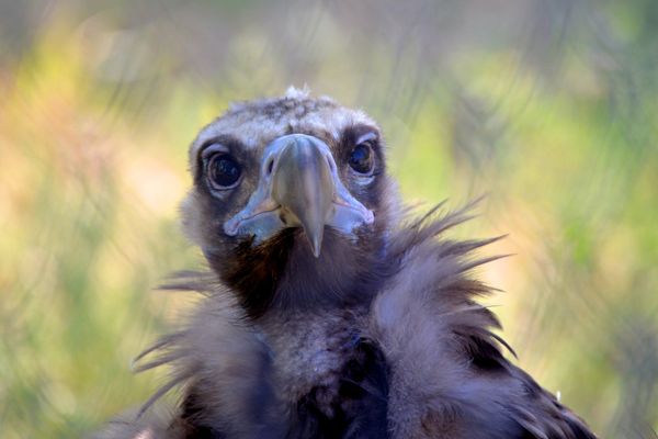Delight for the Eye: Crimea's Incredible Animal Paradise Delight for the Eye: Crimea's Incredible Animal Paradise - Sputnik International