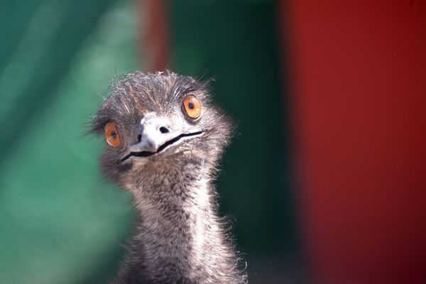 Delight for the Eye: Crimea's Incredible Animal Paradise Delight for the Eye: Crimea's Incredible Animal Paradise - Sputnik International