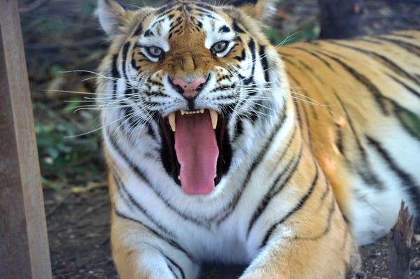 Delight for the Eye: Crimea's Incredible Animal Paradise Delight for the Eye: Crimea's Incredible Animal Paradise - Sputnik International