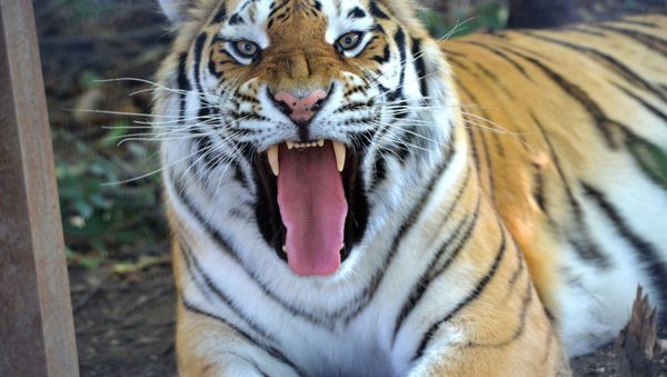 Taigan safari park in Crimea - Sputnik International