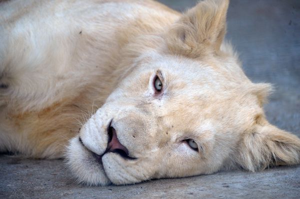 Delight for the Eye: Crimea's Incredible Animal Paradise Delight for the Eye: Crimea's Incredible Animal Paradise - Sputnik International