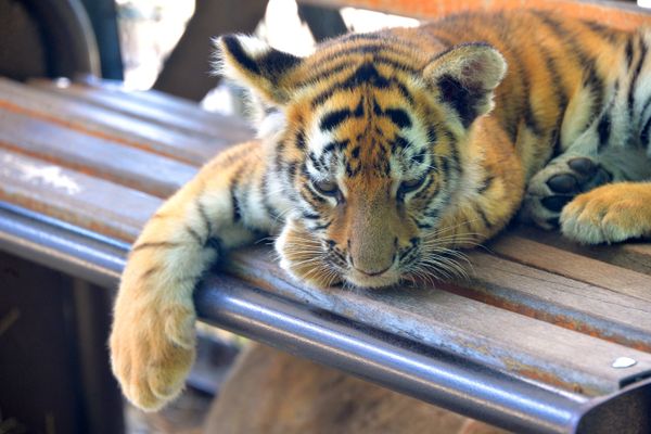 Delight for the Eye: Crimea's Incredible Animal Paradise Delight for the Eye: Crimea's Incredible Animal Paradise - Sputnik International