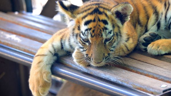 Taigan safari park in Crimea - Sputnik International