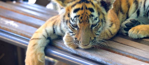 Taigan safari park in Crimea Taigan safari park in Crimea - Sputnik International