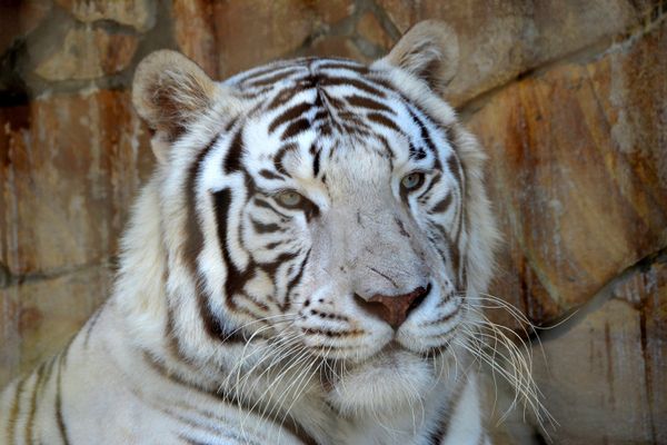 Delight for the Eye: Crimea's Incredible Animal Paradise Delight for the Eye: Crimea's Incredible Animal Paradise - Sputnik International
