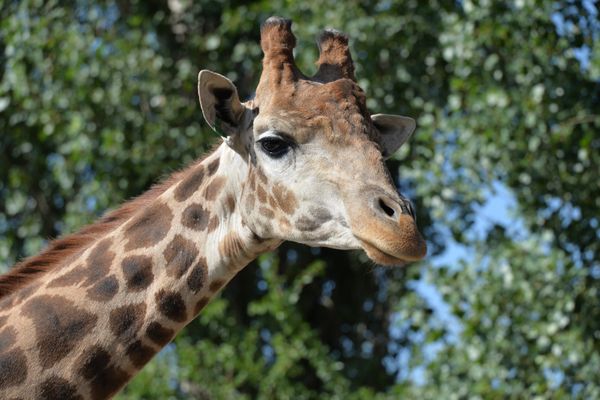 Delight for the Eye: Crimea's Incredible Animal Paradise Delight for the Eye: Crimea's Incredible Animal Paradise - Sputnik International