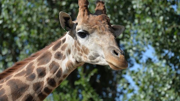Taigan safari park in Crimea - Sputnik International