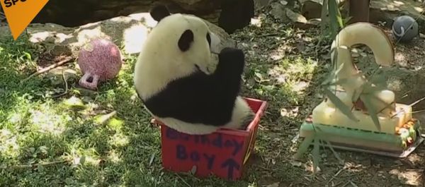 Panda Bei-Bei Celebrates Its Birthday - Sputnik International