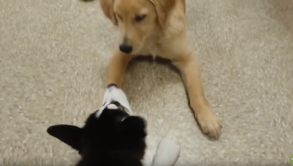Obedience School Puppies Enjoy a Rowdy Recess - Sputnik International