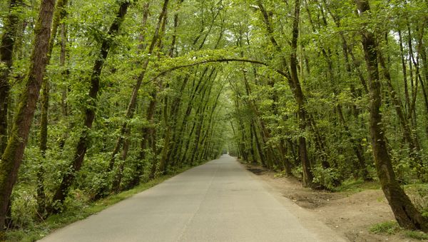 Forest in Iran Forest in Iran - Sputnik International