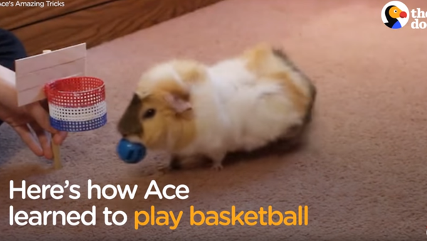 Genius Guinea Pigs Show Off Olympic-Style Tricks - Sputnik International