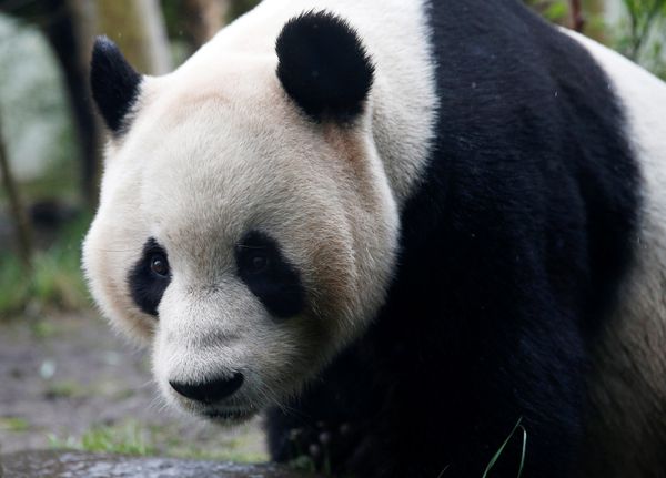 Tian Tian, a giant panda walks in the outdoor enclosure at Edinburgh Zoo, Scotland April 12, 2016 Tian Tian, a giant panda walks in the outdoor enclosure at Edinburgh Zoo, Scotland April 12, 2016 - Sputnik International