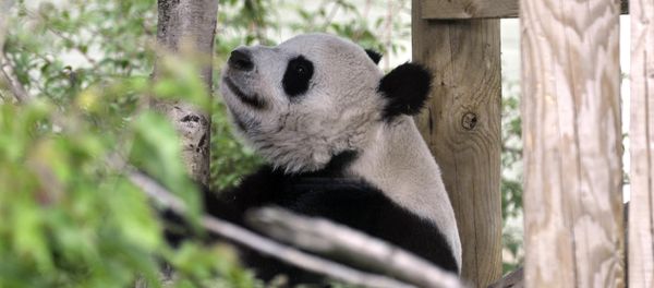 Tian Tian ('sweetie') the female Giant Panda at Edinburgh Zoo Tian Tian ('sweetie') the female Giant Panda at Edinburgh Zoo - Sputnik International
