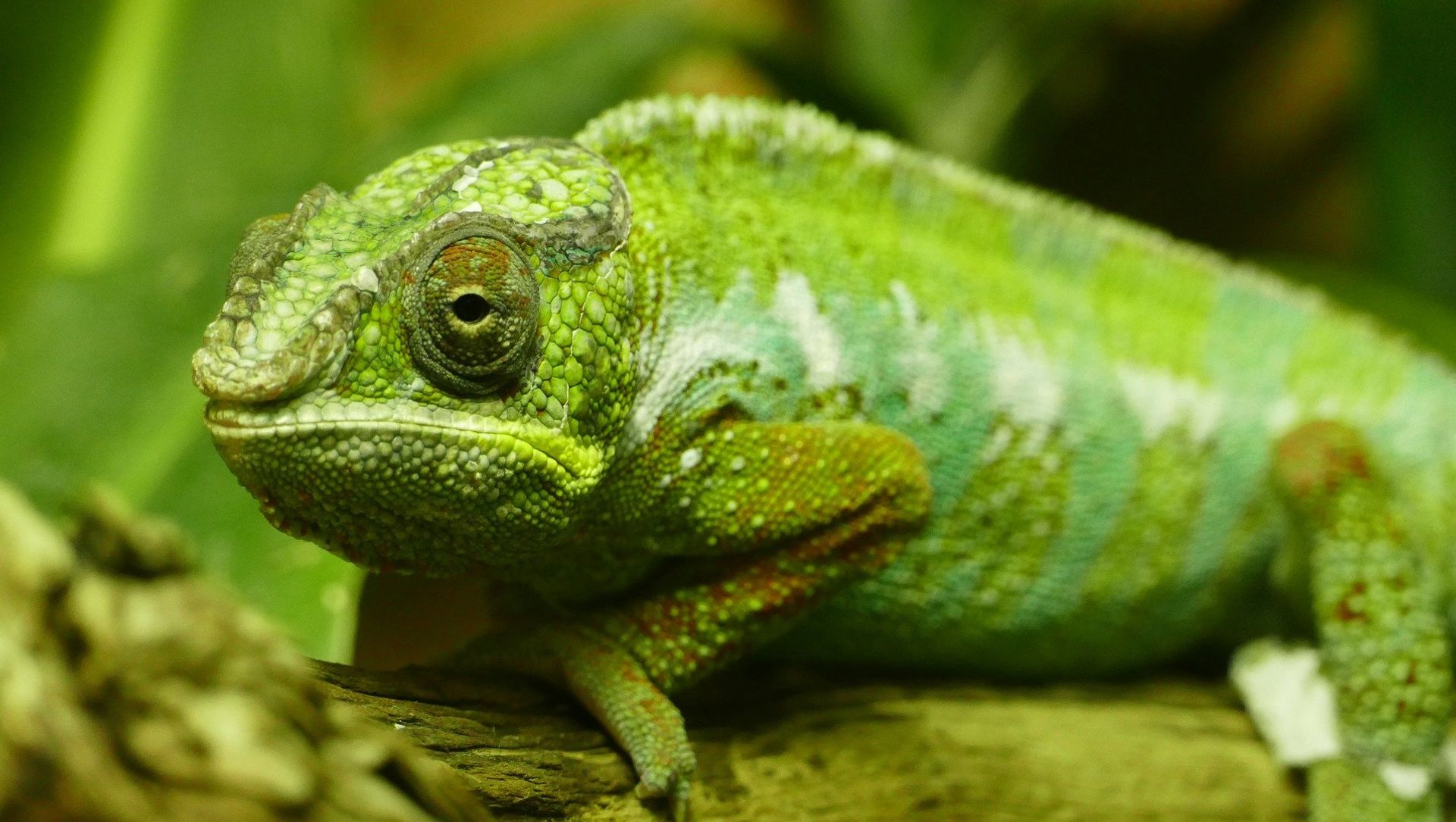 Chameleon Chameleon - Sputnik International, 1920, 03.02.2021