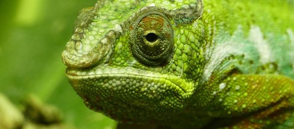 Chameleon Chameleon - Sputnik International