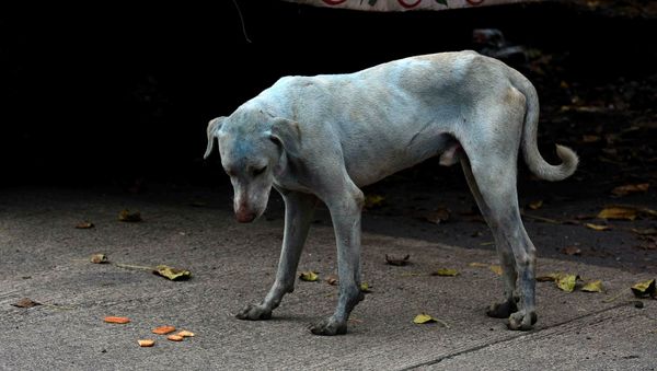 This photo taken on August 17, 2017 shows a stray dog with a light blue hue on a street near the Kasadi River in the Taloja industrial zone in Mumbai This photo taken on August 17, 2017 shows a stray dog with a light blue hue on a street near the Kasadi River in the Taloja industrial zone in Mumbai - Sputnik International