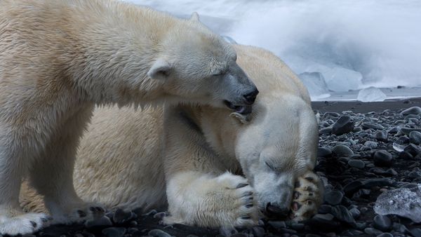 Polar Bear - Sputnik International