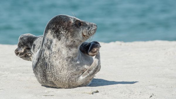 Grey seal - Sputnik International