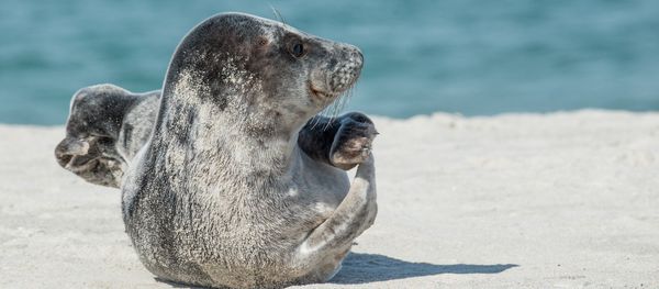 Grey seal - Sputnik International
