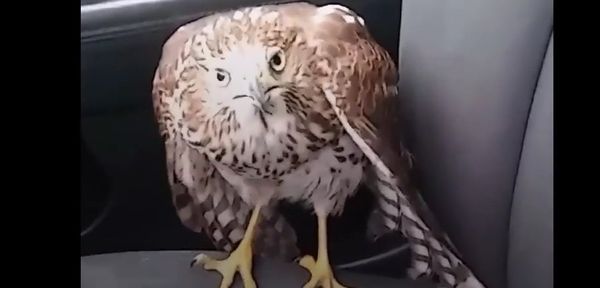 Harvey the Hurricane Hawk: Scared Hawk in Taxi Finds Man Who Will Help - Sputnik International