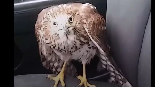 Harvey the Hurricane Hawk: Scared Hawk in Taxi Finds Man Who Will Help - Sputnik International