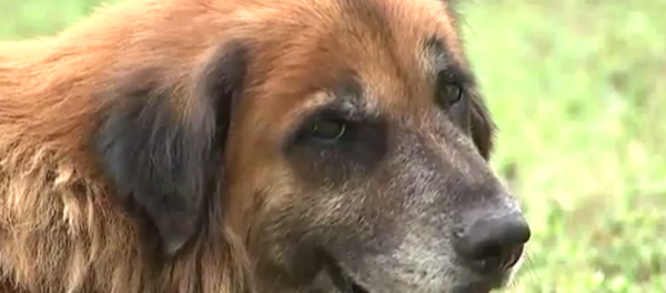 Otis the Dog From Sinton, Texas - Sputnik International