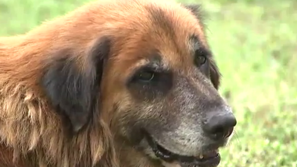 Otis the Dog From Sinton, Texas - Sputnik International