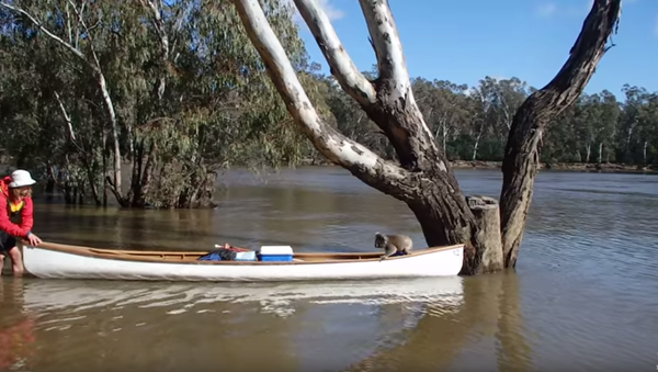 Australian Students Save Stranded Koala - Sputnik International