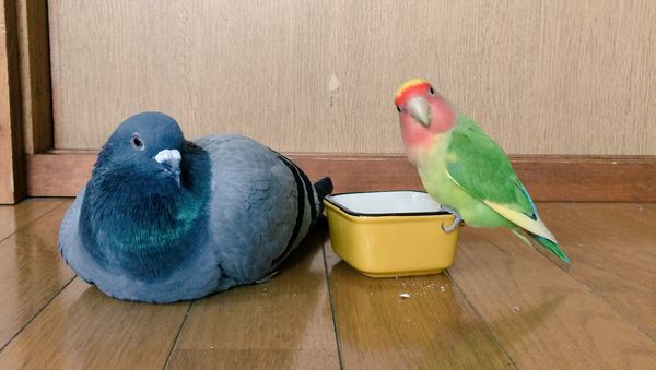 Pigeon and parrot - Sputnik International