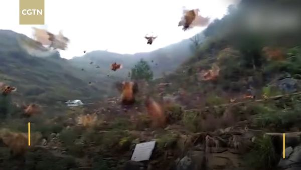 Farmer whistles and his chickens fly down for the feast - Sputnik International